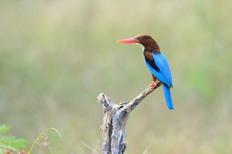 IJsvogel in Bandhavgargh Nationaal Park